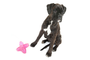 boxer boudant son jouet rose