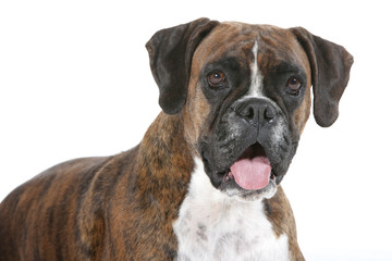 portrait de boxer