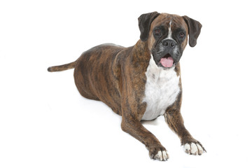 Obraz premium boxer allongé en studio