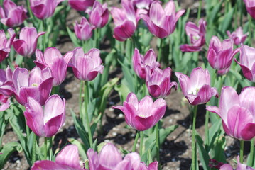 flowers background from tulips