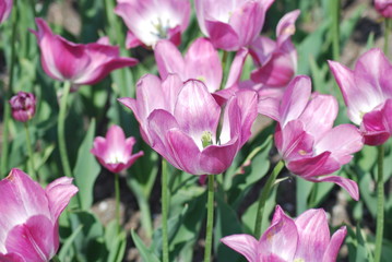 flowers background from tulips