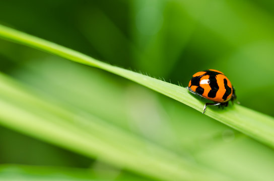ladybug in the garden or in the garden