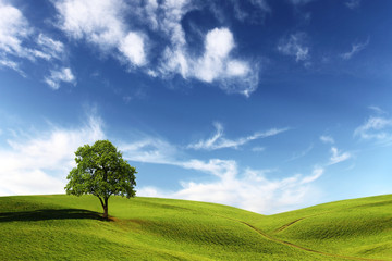 Field,tree and blue sky