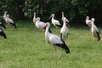 Storch