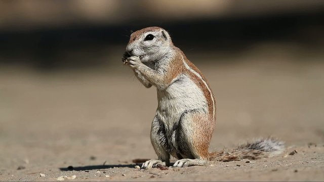 Ground squirrel feeding, Kalahari, South Africa