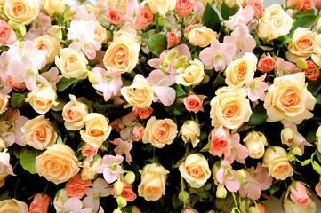 A wall of roses background