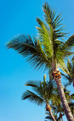 Cimes de palmiers