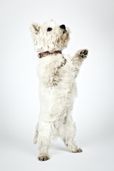 white Terrier