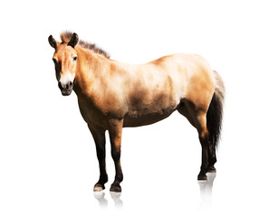 Przewalski's horse isolated on white background