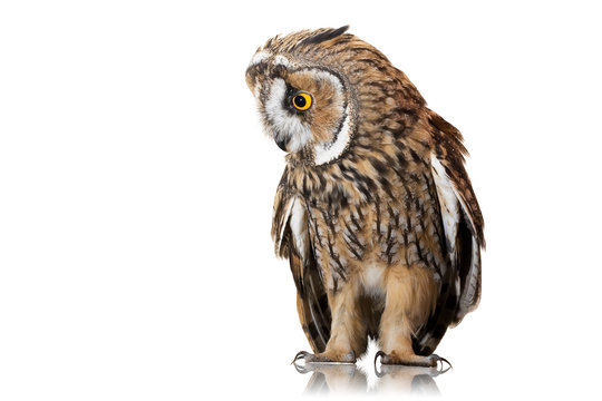 owl isolated on white background