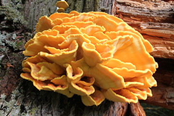Mushroom on the tree