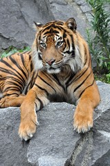 Sumatratiger