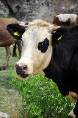 cow