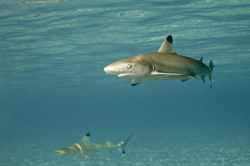 Blacktip reef shark carcharhinus melanopterus 01
