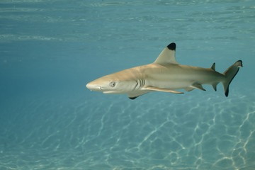 Obraz premium Blacktip reef shark carcharhinus melanopterus 01