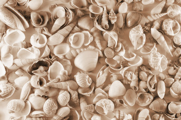 Seashells