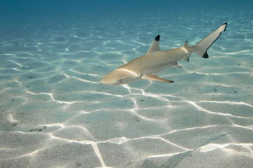 Fototapeta premium Blacktip reef shark carcharhinus melanopterus 01