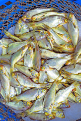 Xiamen street market breams