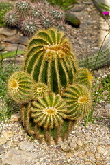 Obraz premium Cactus