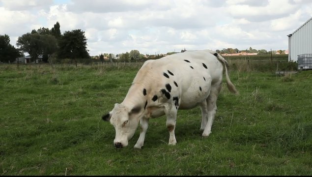 vache