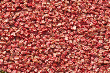 Maize cereals background .