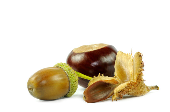 Herbst Fr&uuml;chte
