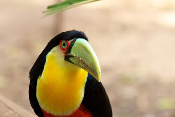 Toucan, Iguazu Falls