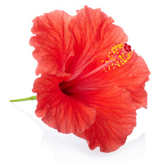 Red hibiscus flower isolated, clipping path included