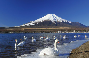 山中湖の白鳥と富士山