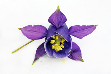 Die lila Akeleien-Blüte