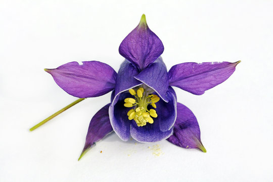 Die lila Akeleien-Bl&uuml;te