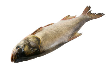 Silver carp fish isolated on white background