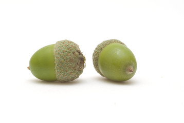 Acorns isolated on white background