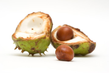 Acorns isolated on white background