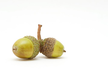 Acorns isolated on white background