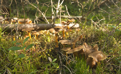 Funnel Chanterelle (Cantharellus tubaeformis)