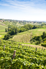 Italy - Piedmont region. Barbera vineyard