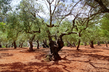 Fototapeta premium Olive trees from Majorca with red clay soil