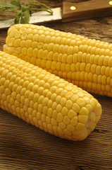 Zea mays