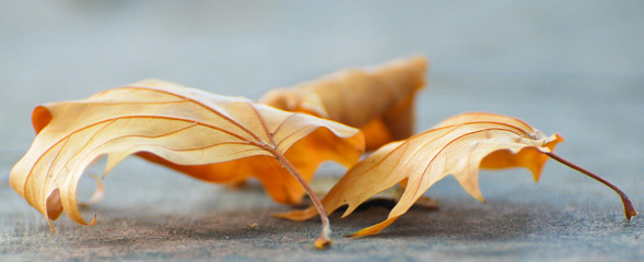 dance of leaves