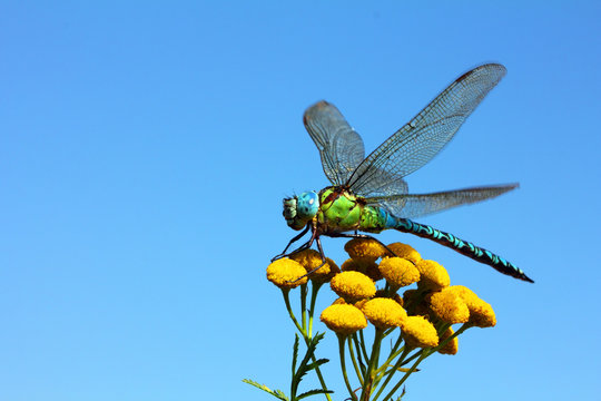 dragonfly on yellow flower