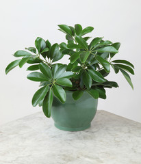 Ornamental Plants