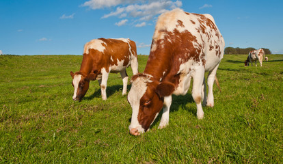 Fototapeta na wymiar Grazing red spotted cows