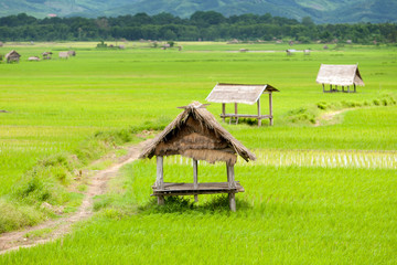 Fototapeta na wymiar Reisfeld im Luang Namtha Tal, Laos