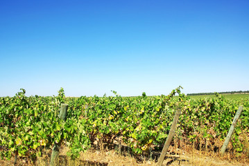 Fototapeta na wymiar Winnica w regionie Alentejo, Portugalia.