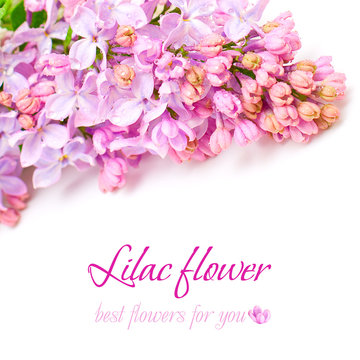 Lilac flower on white - Floral Background