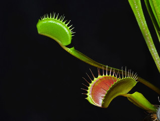 dionaea plant on the black background