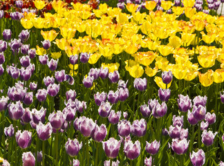 Purple and yellow tulips