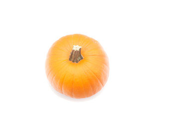 the one beautiful pumpkin isolated on white