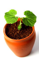 Growing baby plant -New life